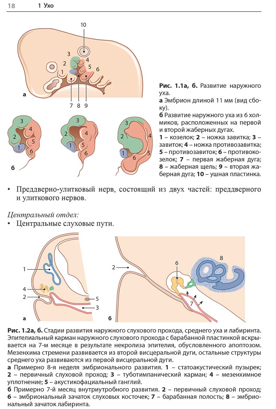 Рис. 1.2а, б. Стадии развития наружного слухового прохода, среднего уха и лабиринта.