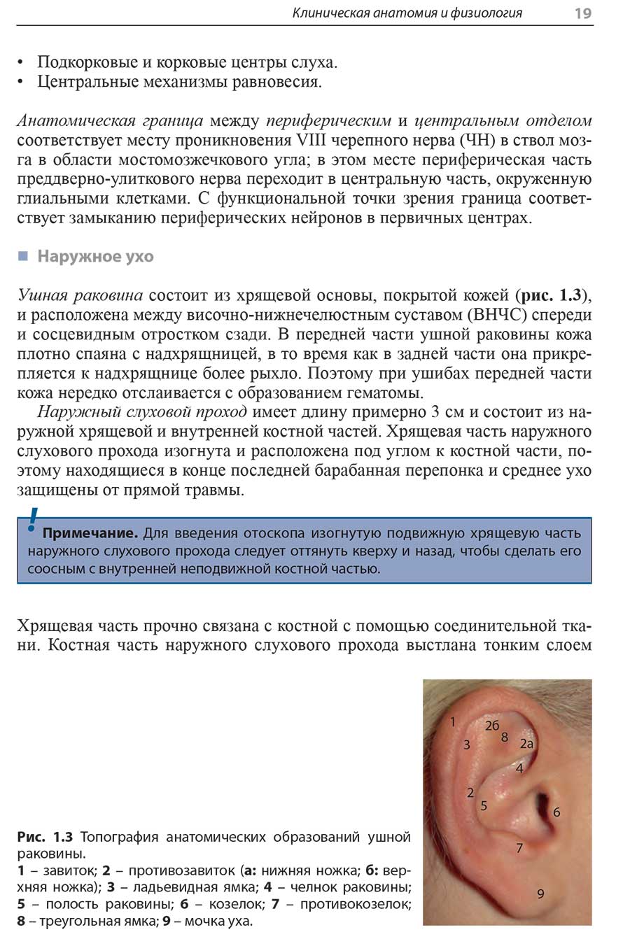 Рис. 1.3 Топография анатомических образований ушной раковины.