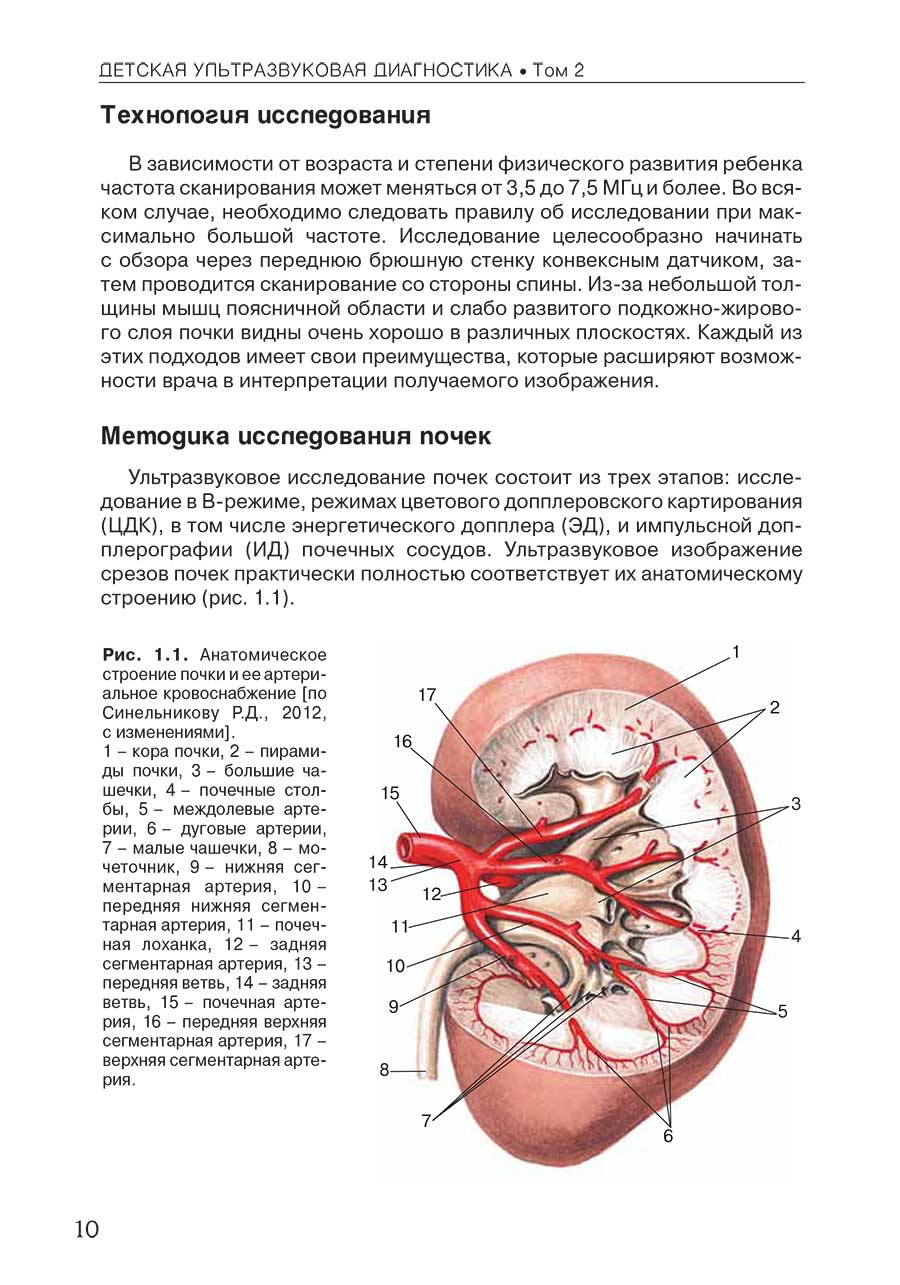 Рис. 1.1. Анатомическое строение почки и ее артериальное кровоснабжение (по Синельникову Р.Д., 2012, с изменениями).