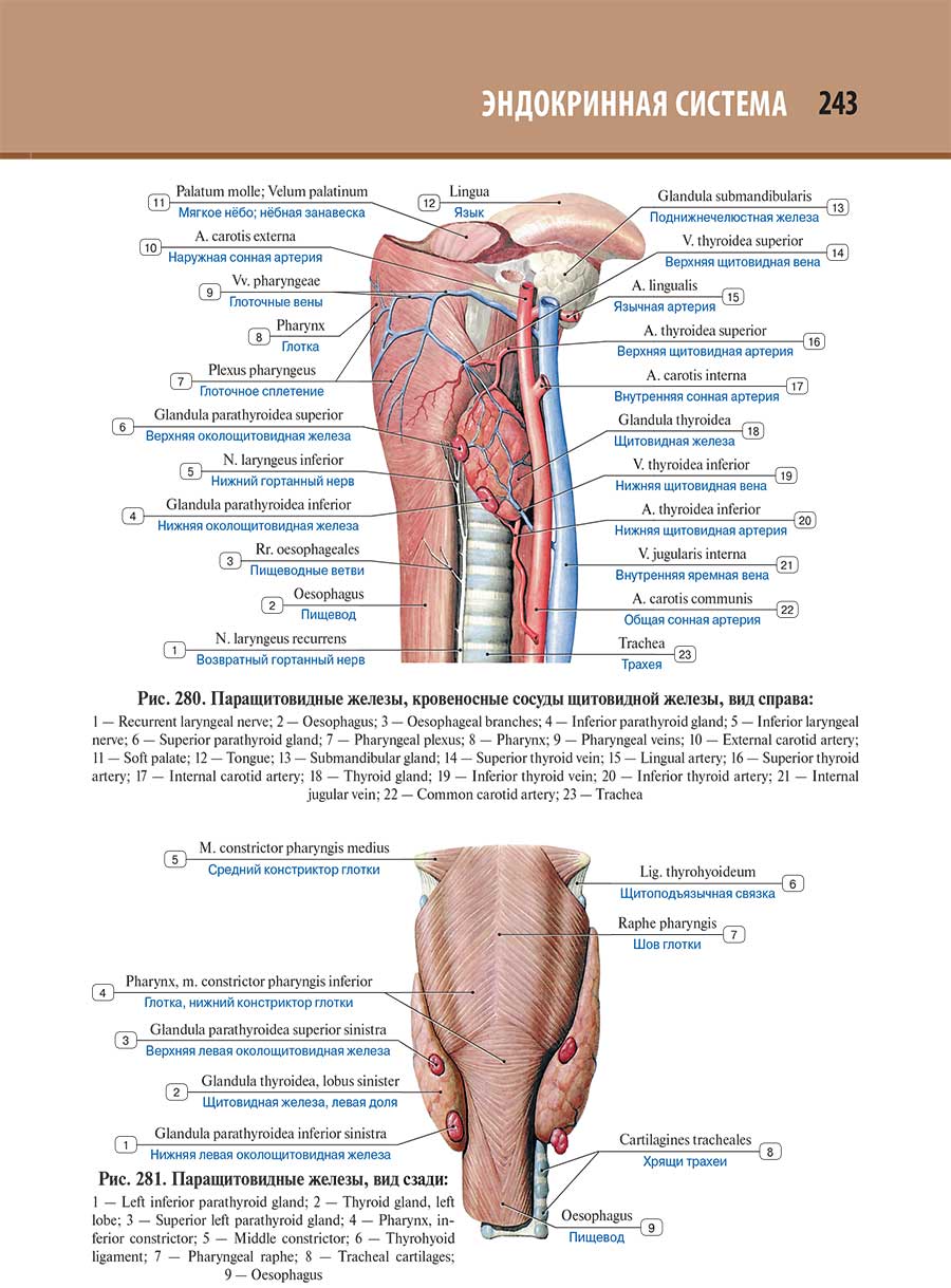 Паращитовидные железы, кровеносные сосуды щитовидной железы, вид справа