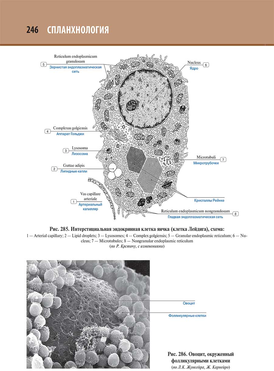 Интерстициальная эндокринная клетка яичка (клетка Лейдига), схема