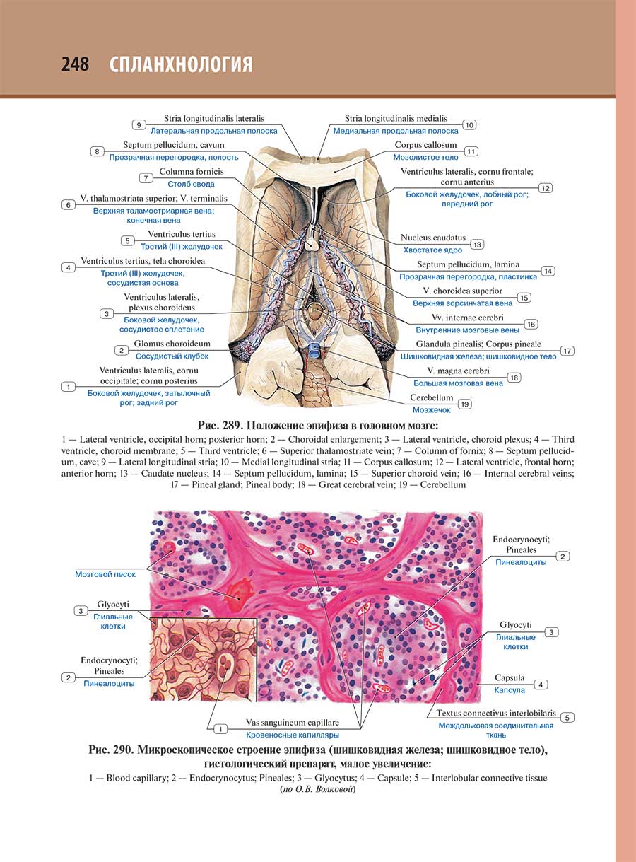Микроскопическое строение энифнта (шишковидная железа; шишковидное тело)