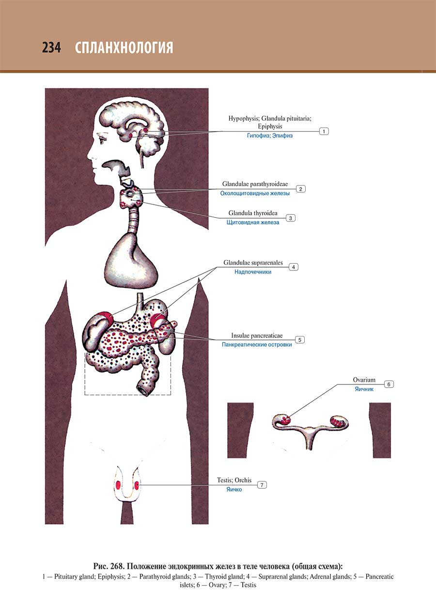 Наложение эндокринных желез в тале человека (общая схема)