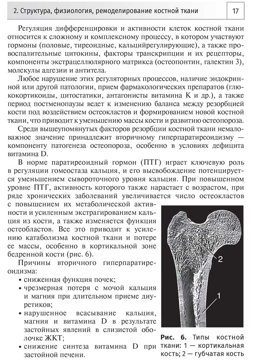 Рис. 6. Типы костной ткани: 1 — кортикальная кость; 2 — губчатая кость