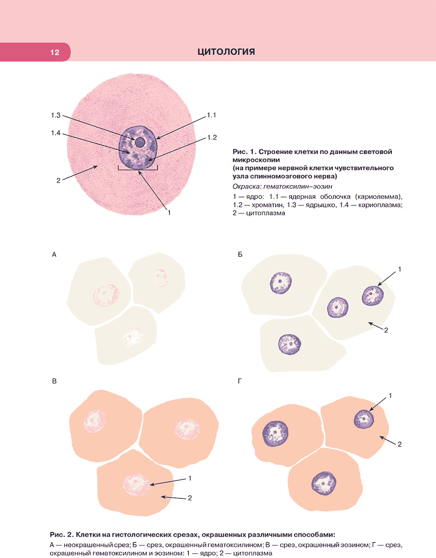 Рис. 2. Клетки на гистологических срезах, окрашенных различными способами