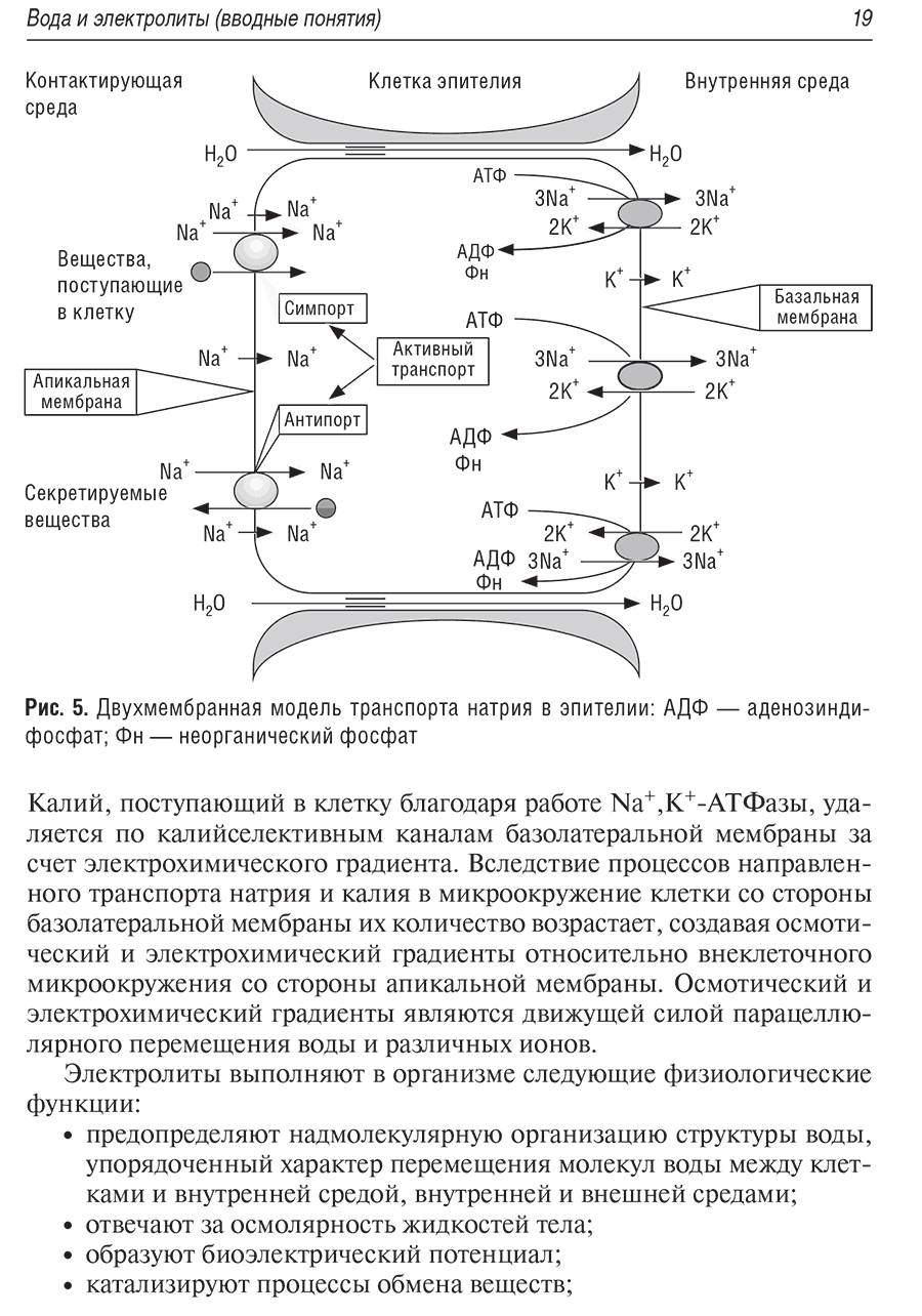 Рис. 5. Двухмембранная модель транспорта натрия в эпителии