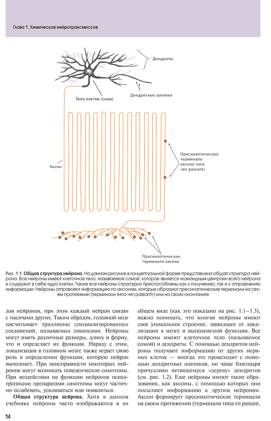Рис. 1.1. Общая структура нейрона.