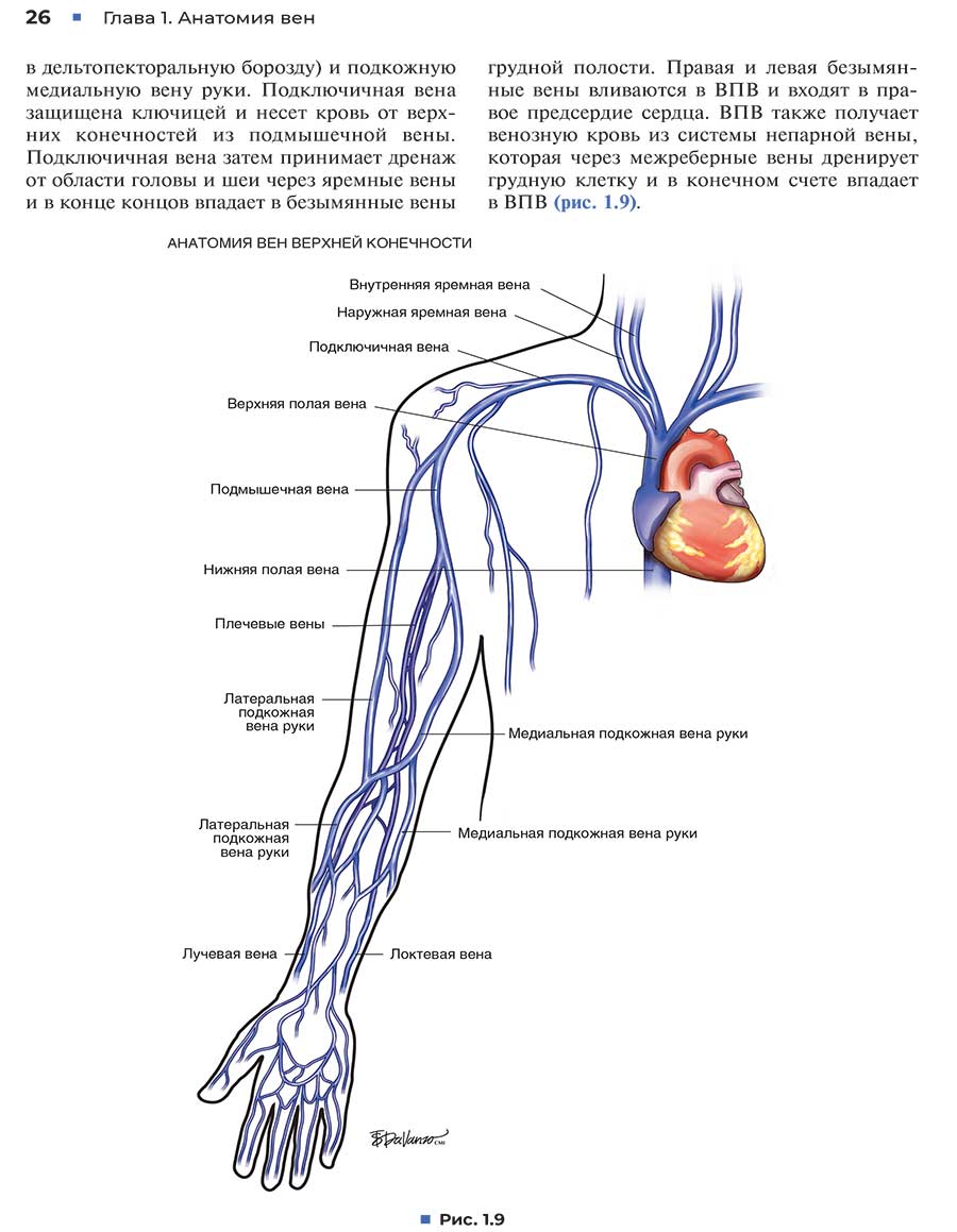 Анатомия вен верхней конечности