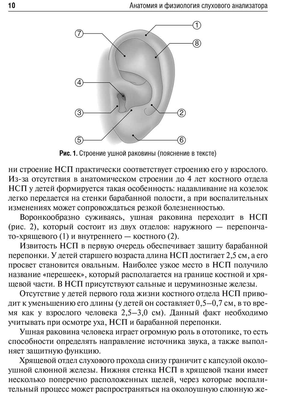 Рис. 1. Строение ушной раковины (пояснение в тексте)