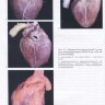 Пример страницы из книги  "Строение сердца и анатомические основы его функции. Материалы курса лекций" - Г. Э. Фальковский