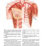 Пример страницы из книги "Пластическая и реконструктивная хирургия молочной железы" - Габка К.Дж., Бомерт Х.
