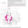 Пример страницы "Черепные нервы: анатомия, патология, визуализация" - Д. К. Биндер, Д. К. Зоине, Н. Дж. Фишбайн