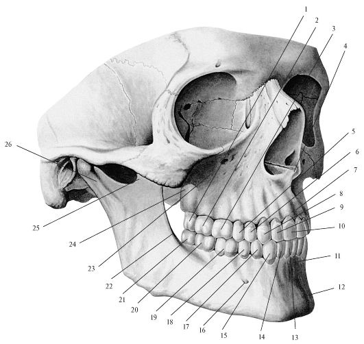Рис. 209. Зубы верхней и нижней челюстей, постоянные. Вид справа и спереди (вестибулярная норма).