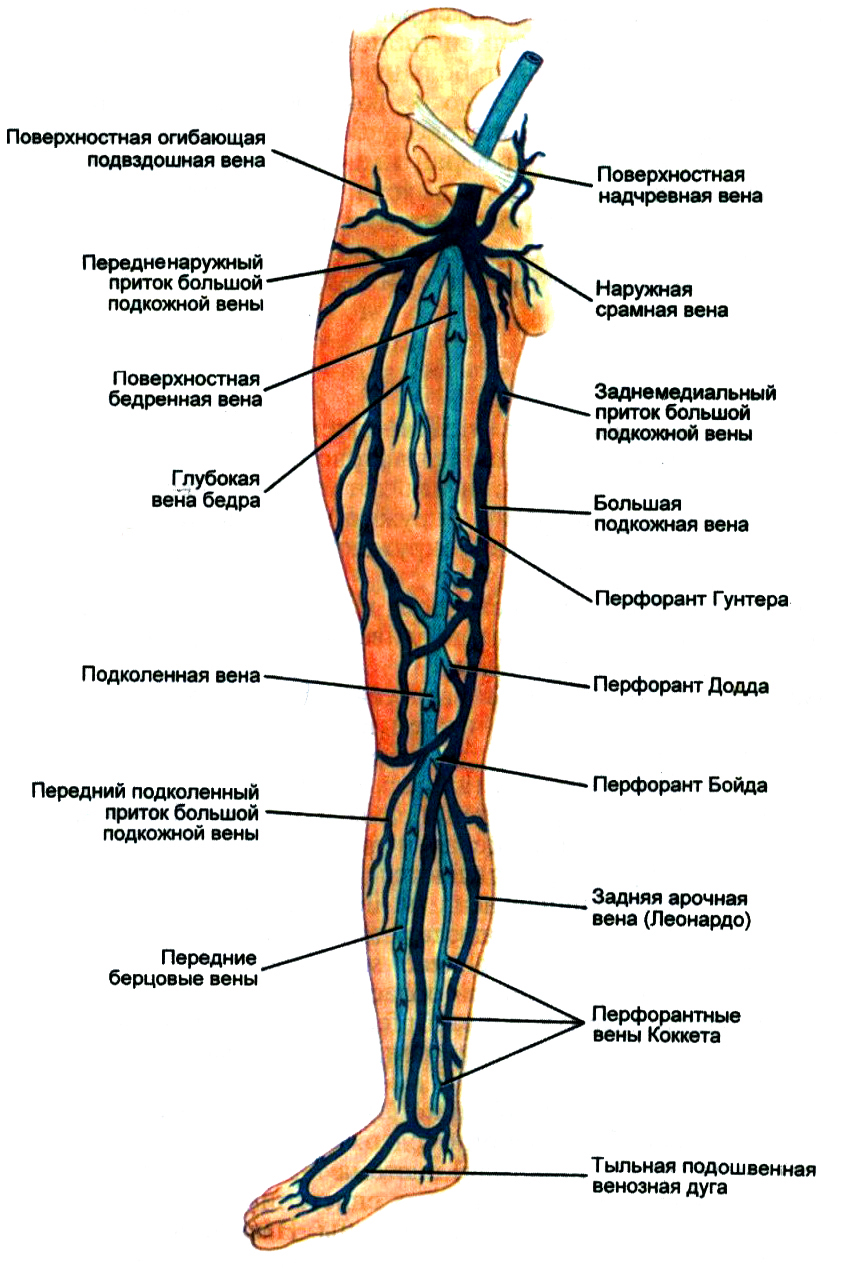 Глубокие вены расположены в толще мышечных массивов нижних конечностей