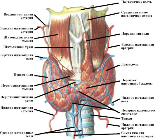  Щитовидная железа