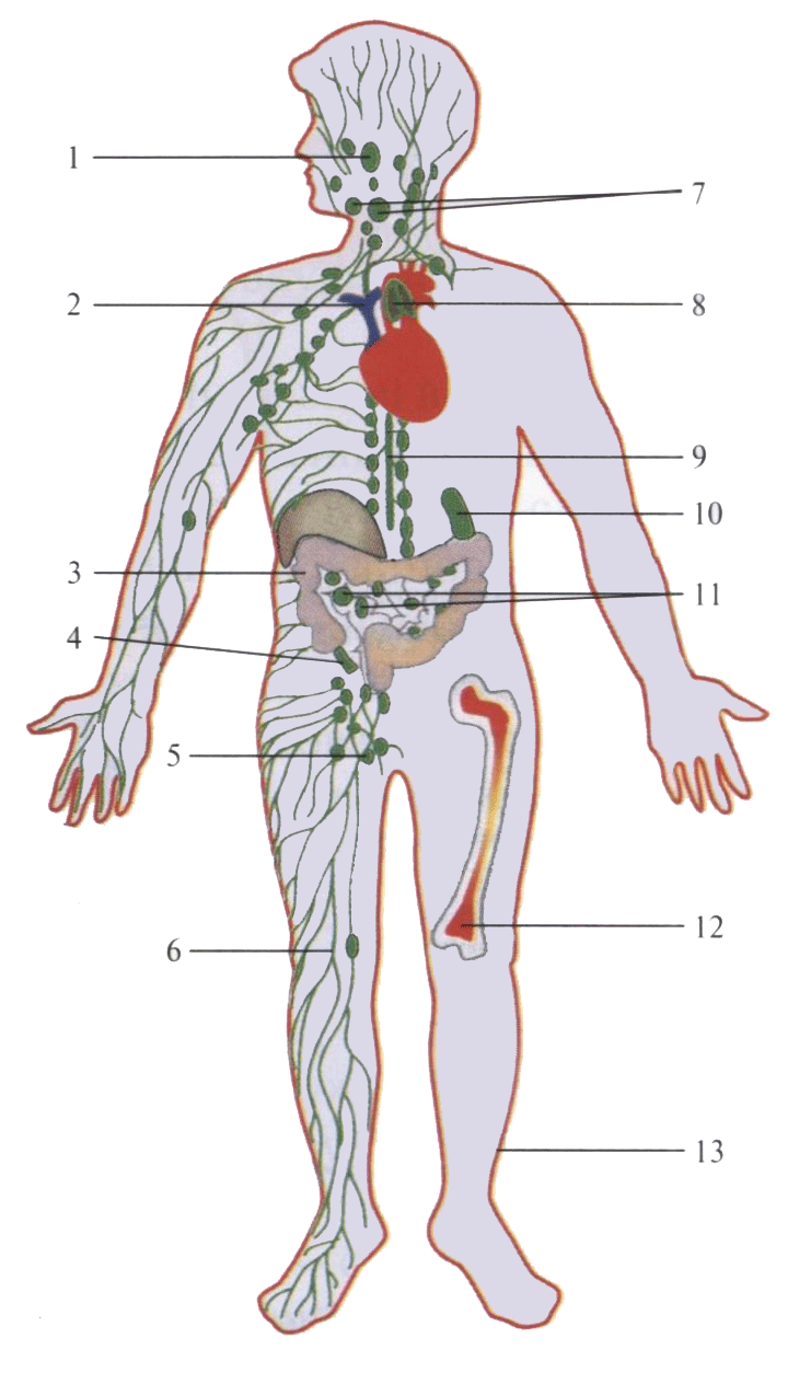 Рис. 1. Схема лимфатической системы