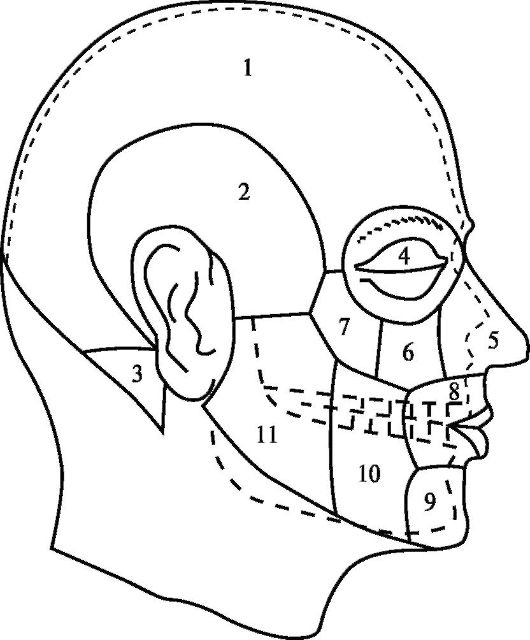 Рис. 10.1. Топографо-анатомические области лицевого и мозгового отделов головы: