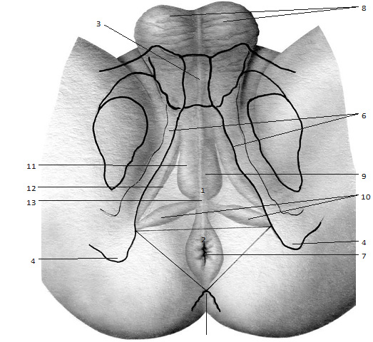 Схема поверхностных слоев промежности с наложением изображения костных ориентиров