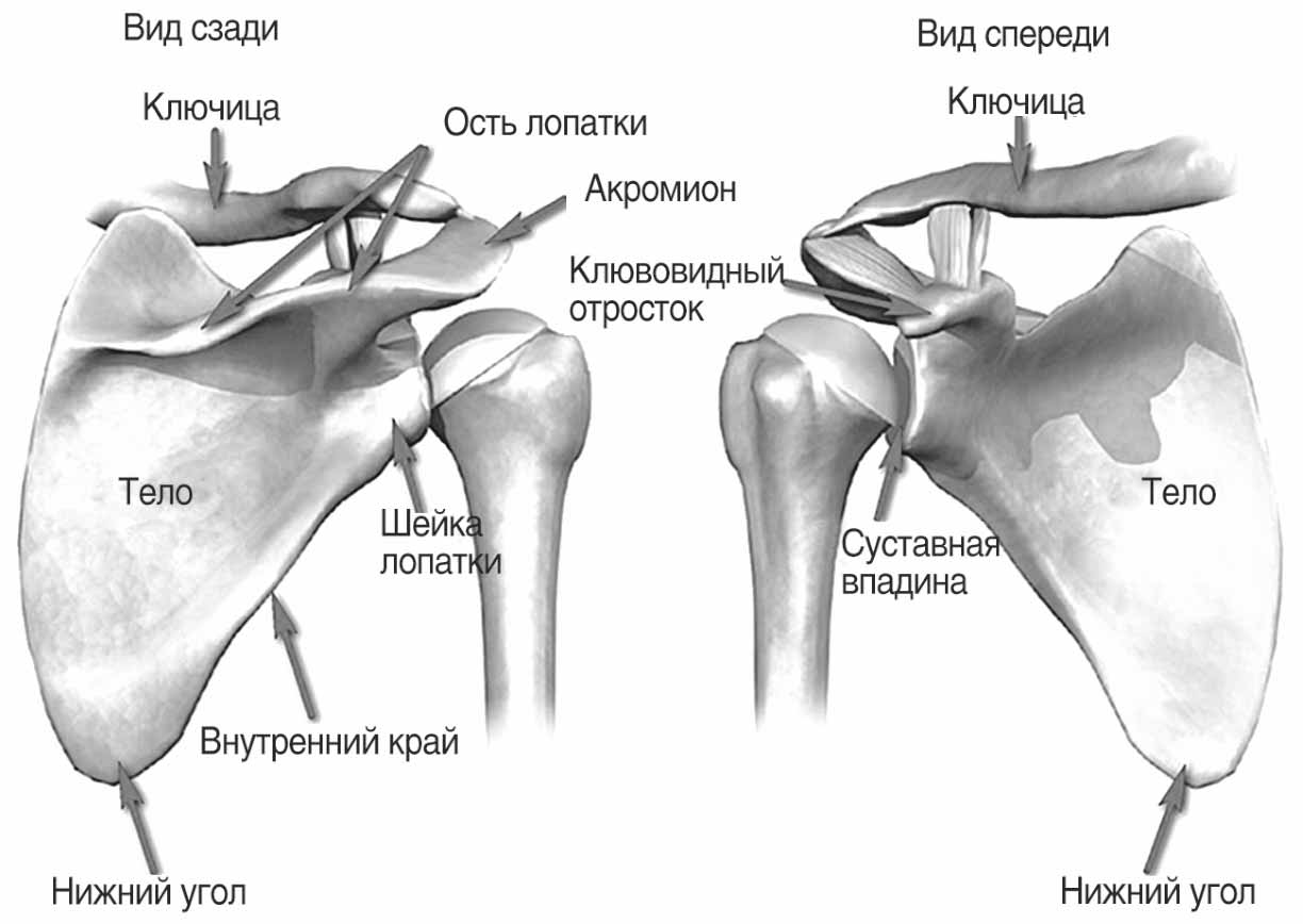 Лопатка — основная кость плечевого пояса (Воробьев В.П.)