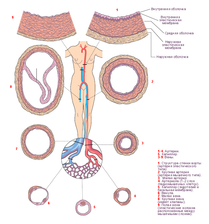 Рис. 1 Структура кровеносных сосудов в различных областях системной гемоциркуляции