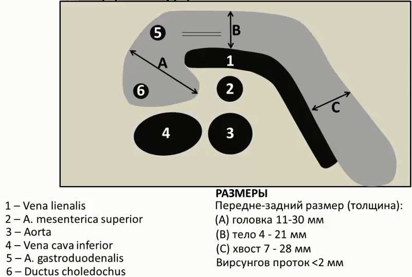 Схема поперечного сечения поджелудочной железы