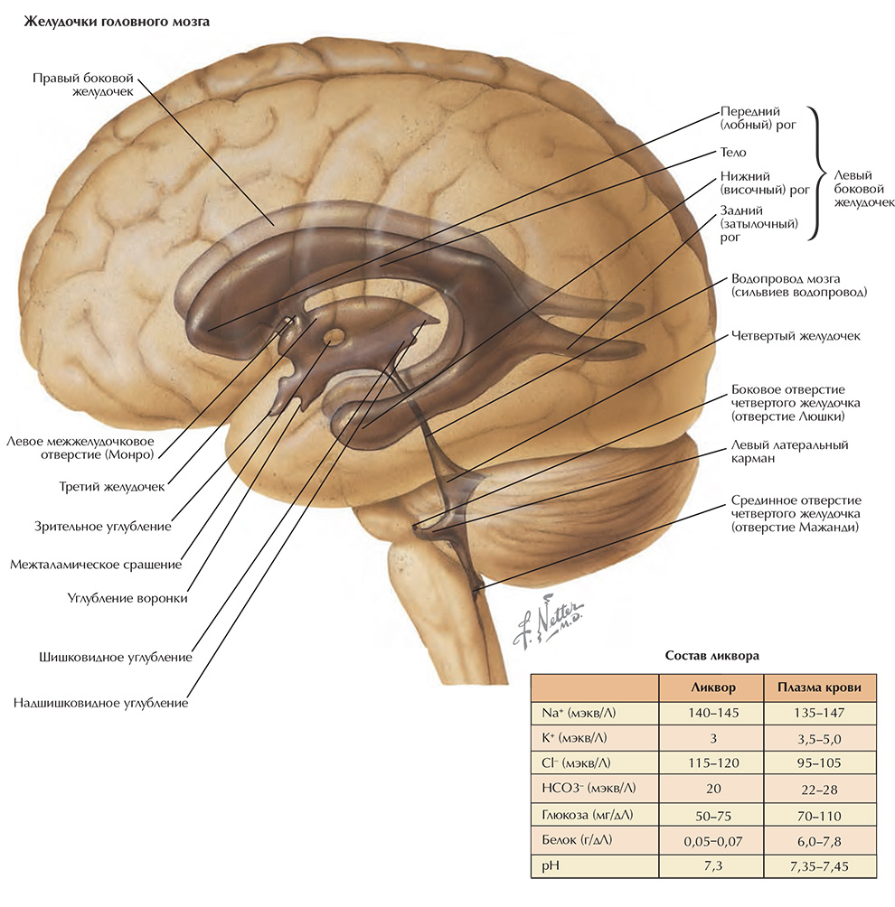 Анатомия желудочков мозга