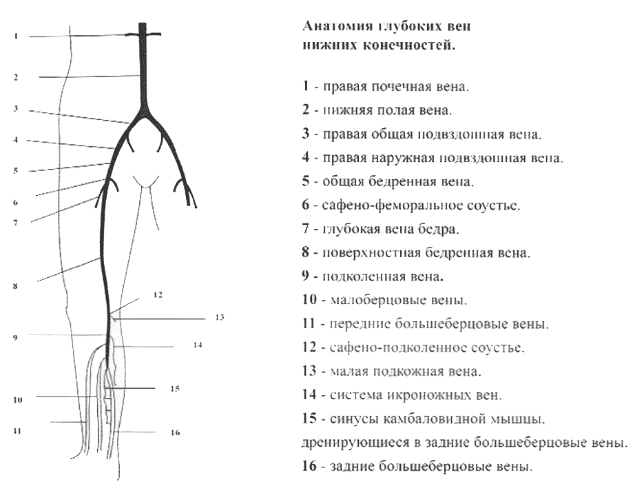 Анатомия глубоких вен нижних конечностей