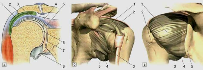  Суставная капсула плечевого сустава (Архипов С. В., Кавалерский Г.М., 2009)