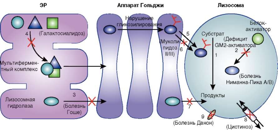 Биохимические и клеточные основы патогенеза лизосомных болезней 