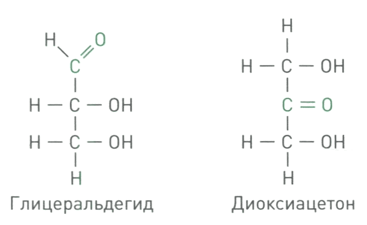 Простейшими углеводами являются глицеральдегид и диоксиацетон