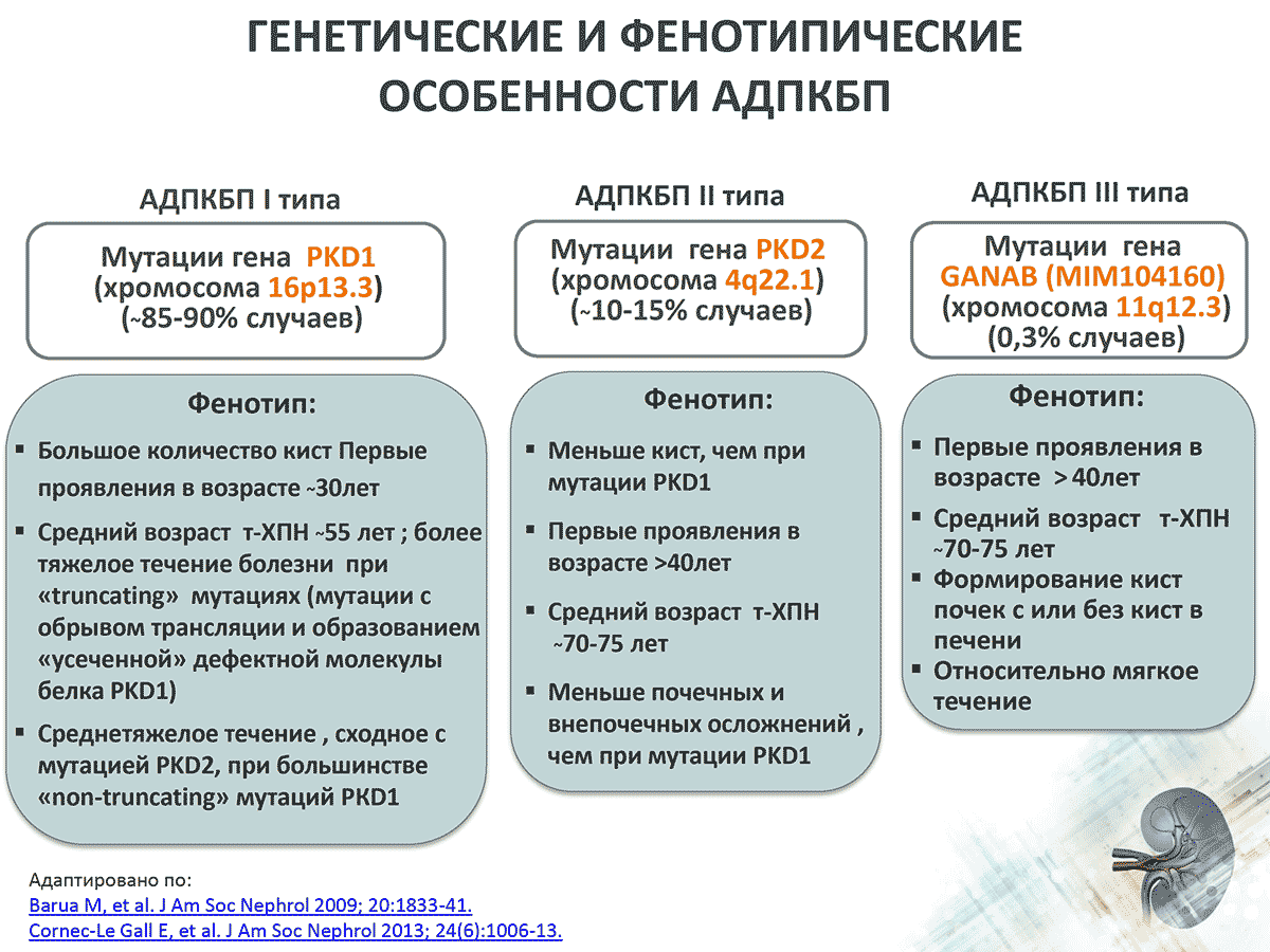 Генетические и фенотипические особенности АДПКБП