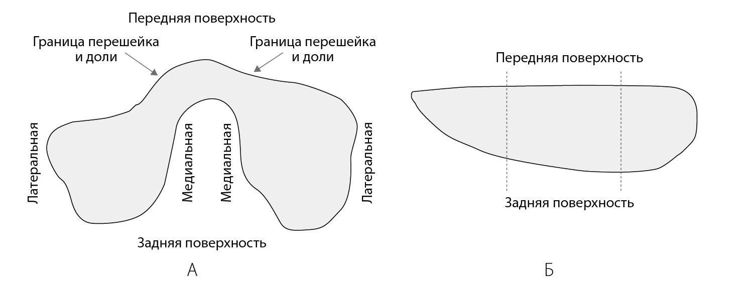 Рисунок 1 - Форма, поверхности и отделы ЩЖ на различных срезах