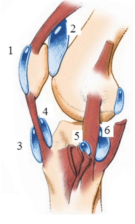 Схематическое расположение основных синовиальных сумок коленного сустава