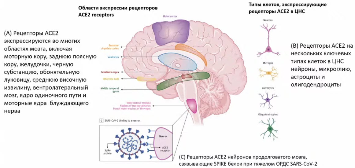 Области мозга, экспрессирующие рецепторы ангиотензин-превращающего фермента 2