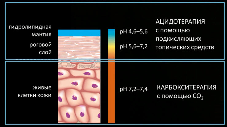 Распределение уровня pH в коже