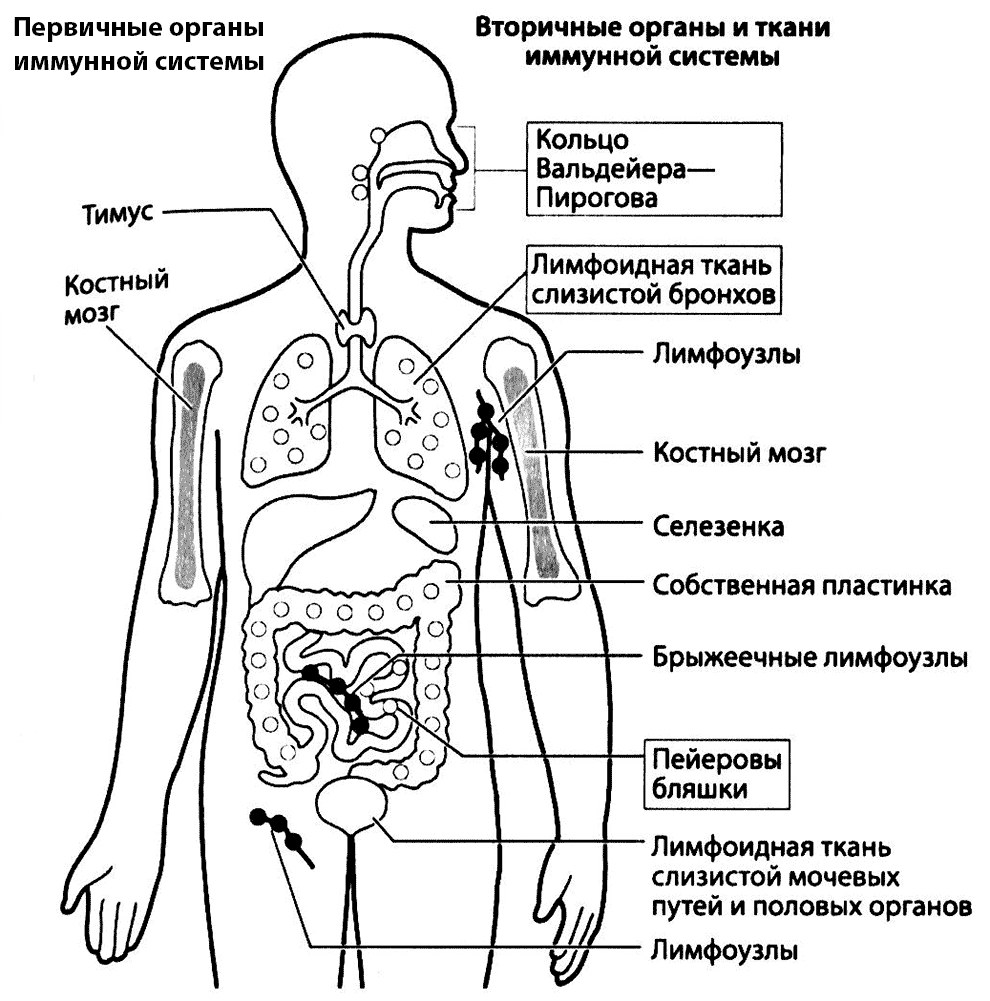 Рис. 2.6. Основные лимфоидные органы и ткани. 