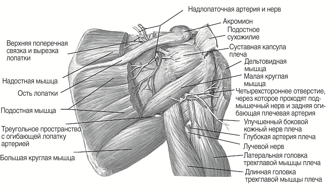  Иннервация плечевого сустава (Воробьев В. П.)