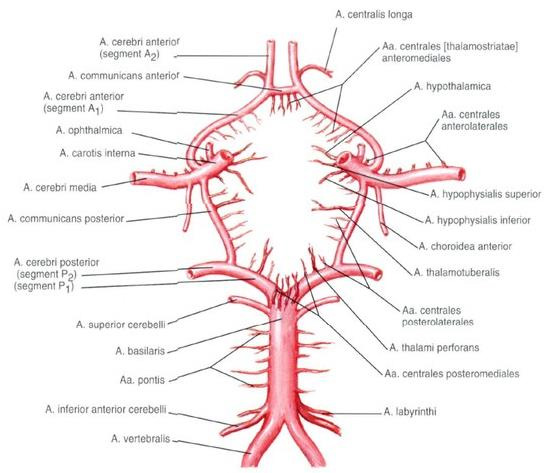 Задняя мозговая артерия (ЗМА)