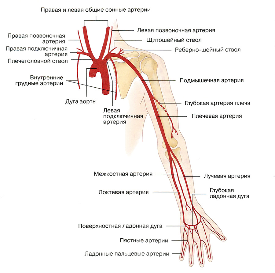 Правая и левая общие сонные артерии