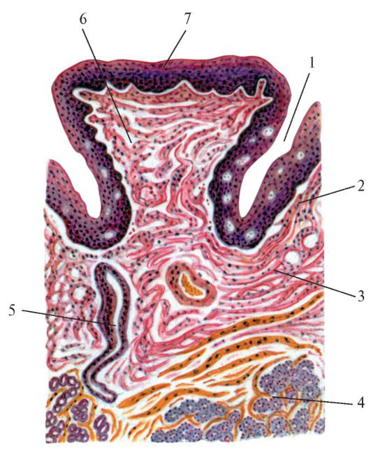 Рис. 189. Микроскопическое строение желобовидного сосочка.