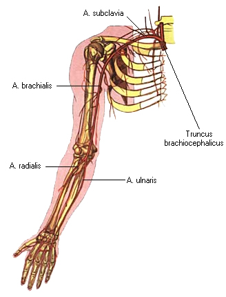 Рис. 19 Схема артерий верхней конечности