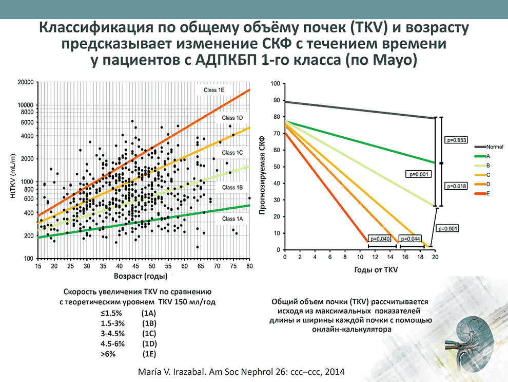 Классификация по общему объёму почек (TKV) и возрасту предсказывает изменение СКФ с течением времени у пациентов с АДПКБП 1-го класса (по Mayo)