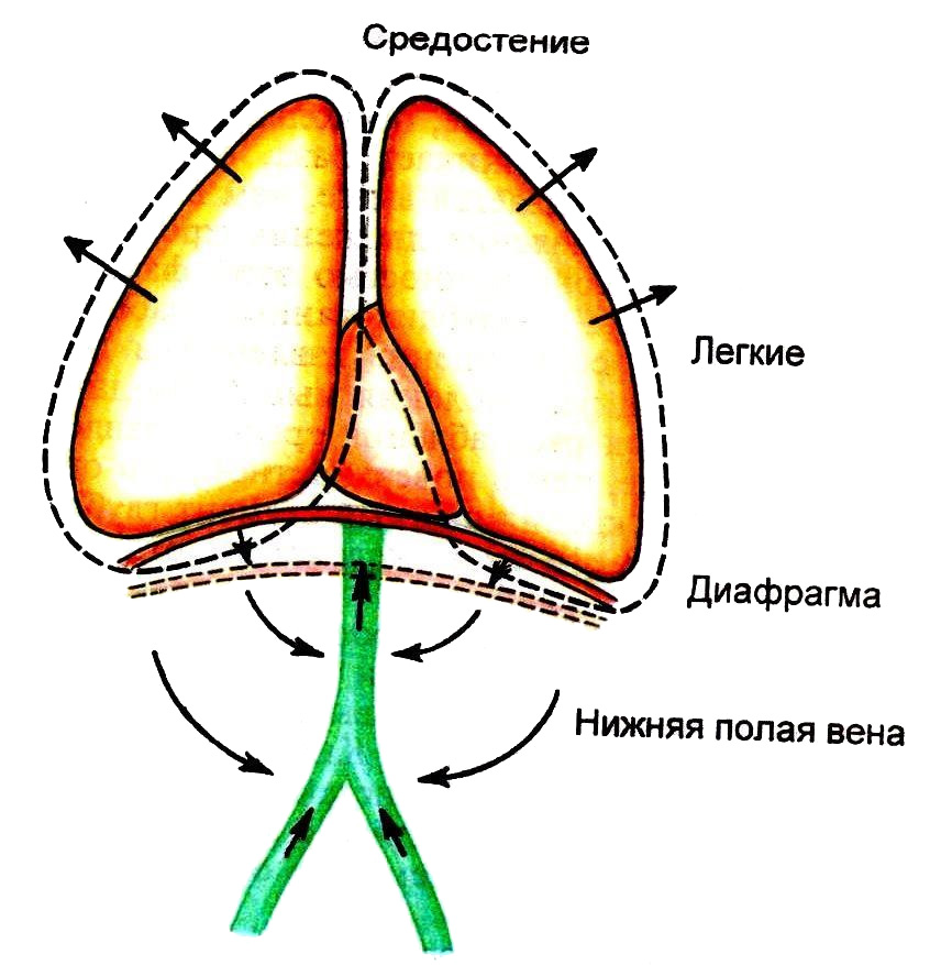Присасывающее действие сердца и грудной клетки в обеспечении венозного оттока (Vis a fronte)