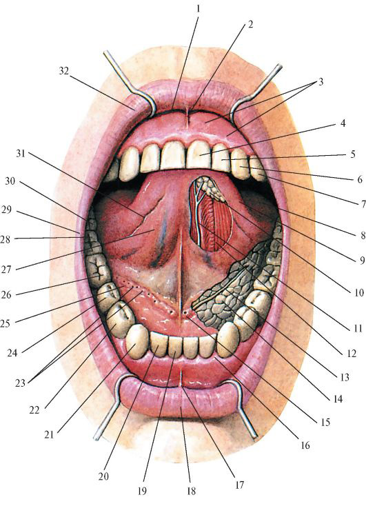 Рис. 190. Нижняя поверхность языка и его уздечка. Вид спереди. Язык поднят.