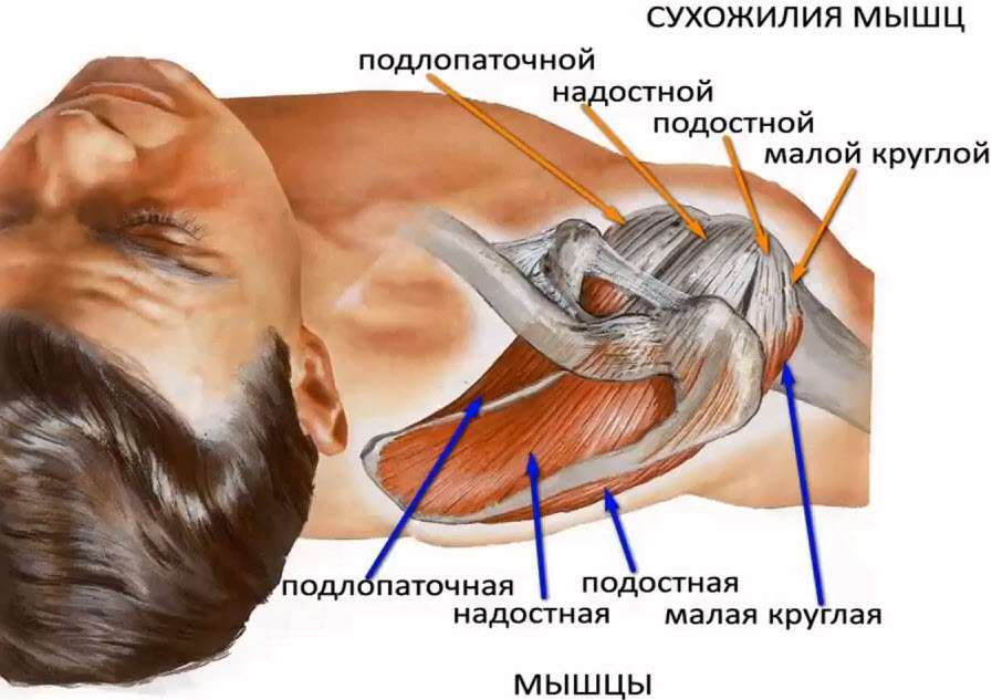 Сухожилия мышц плеча