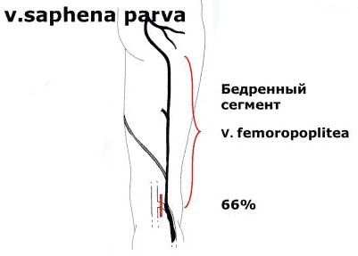 Бедренно-подколенный венозный сосуд или вена Джиакомини (v. Femoropoplitea)