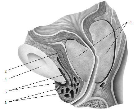 Сагиттальный срез – схема по средней линии предстательной железы