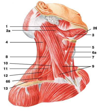 Рис. 96. Поверхностные, срединные и глубокие мышцы шеи (вид сбоку)