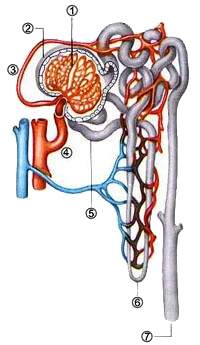 Рис. 25 «Чудесная артериальная сеть» в нефроне