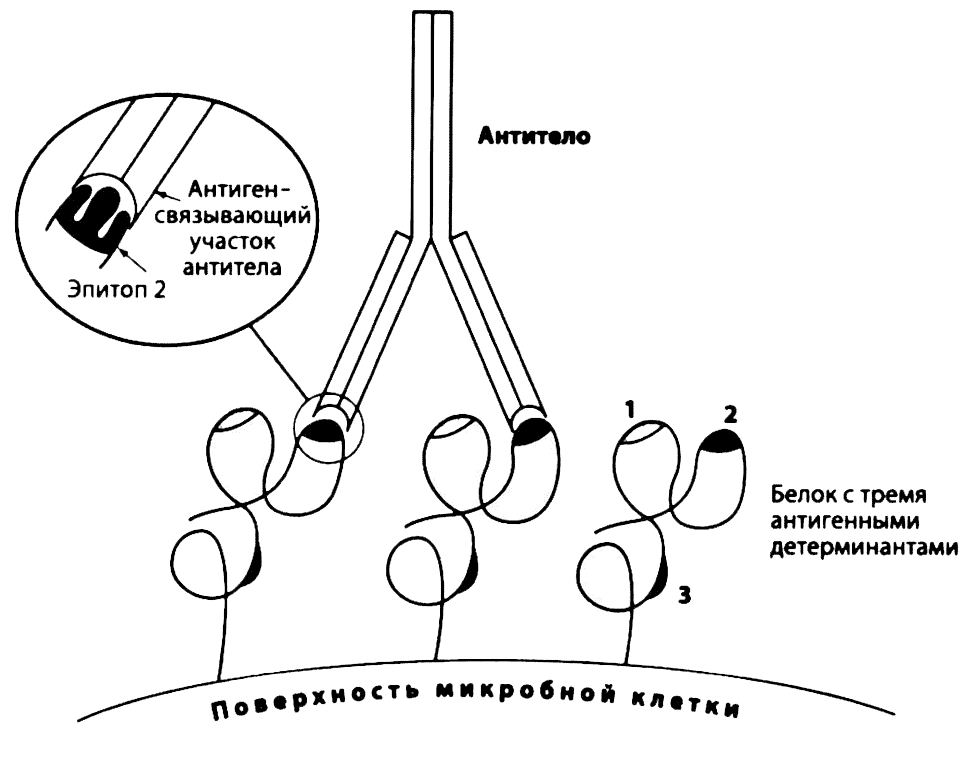Распознавание антителами антигенных детерминант (эпитопов)